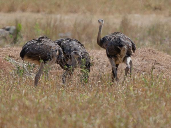 Nandoe (Rhea americana)